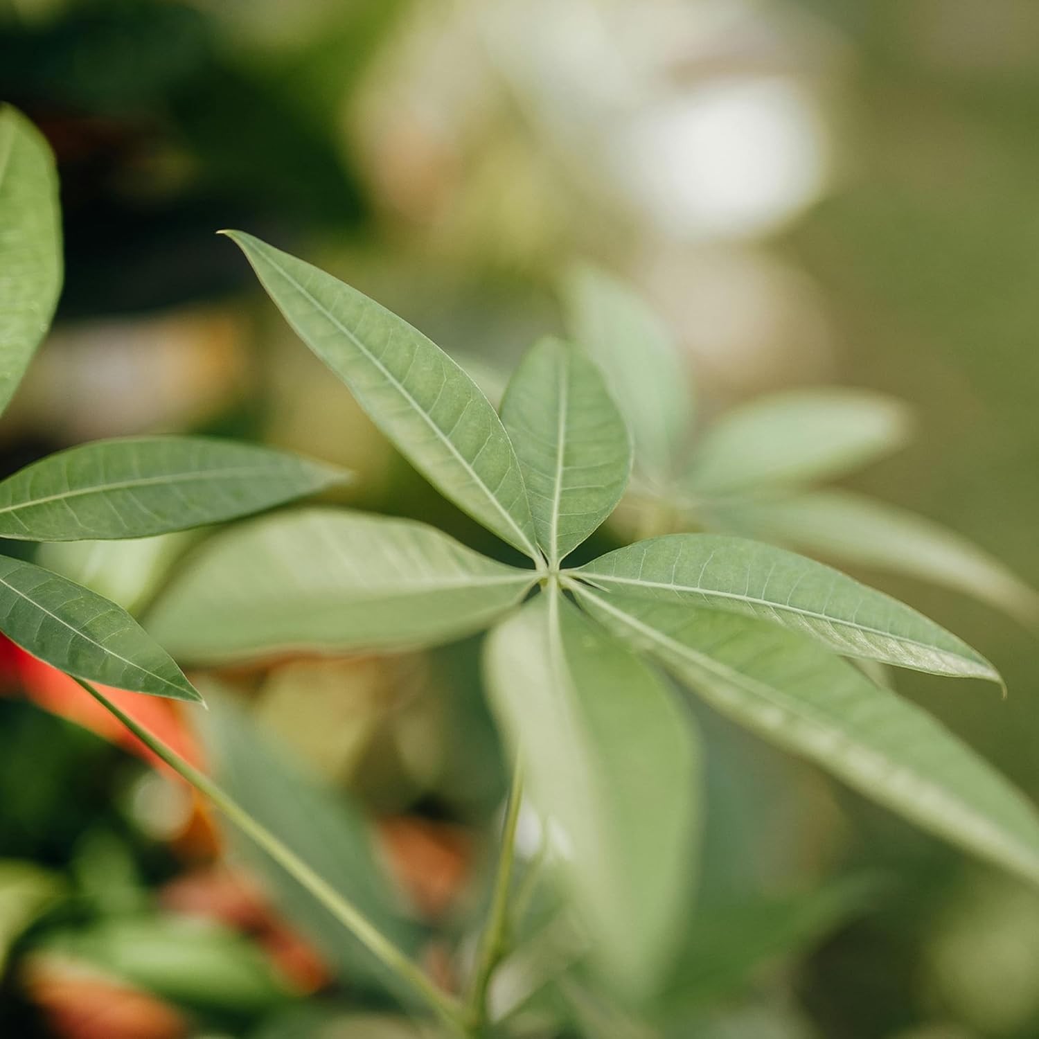 , Live Money Tree Plant, Pachira Aquatica Money Tree, Feng Shui Money Tree Pa…