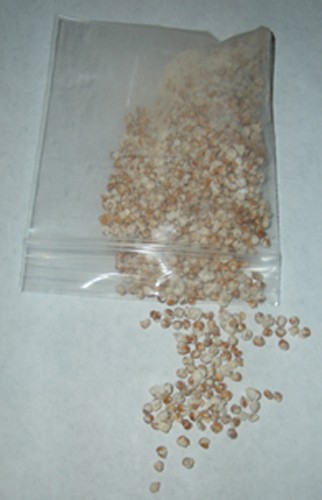GOLDEN OYSTER mushroom spores spawn/mycelium (on dry seeds)