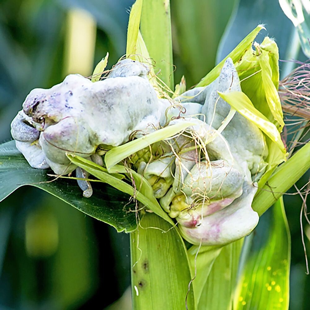 Corn Smut (Ustilago maydis) Liquid Culture