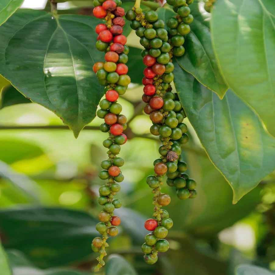 2 Live Black Pepper Plants –4-6″ Tall – Piper Nigrum – Spice Vine – No Pot