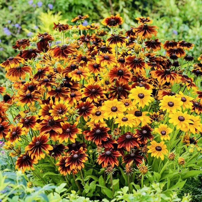 200 Rustic Mix – Black Eyed Susan Seeds (Dwarf) -Attracts Pollinators – Heirloom