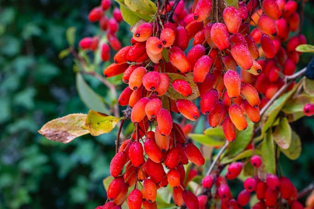 10 Barberry Tree Seeds – Berberis vulgaris