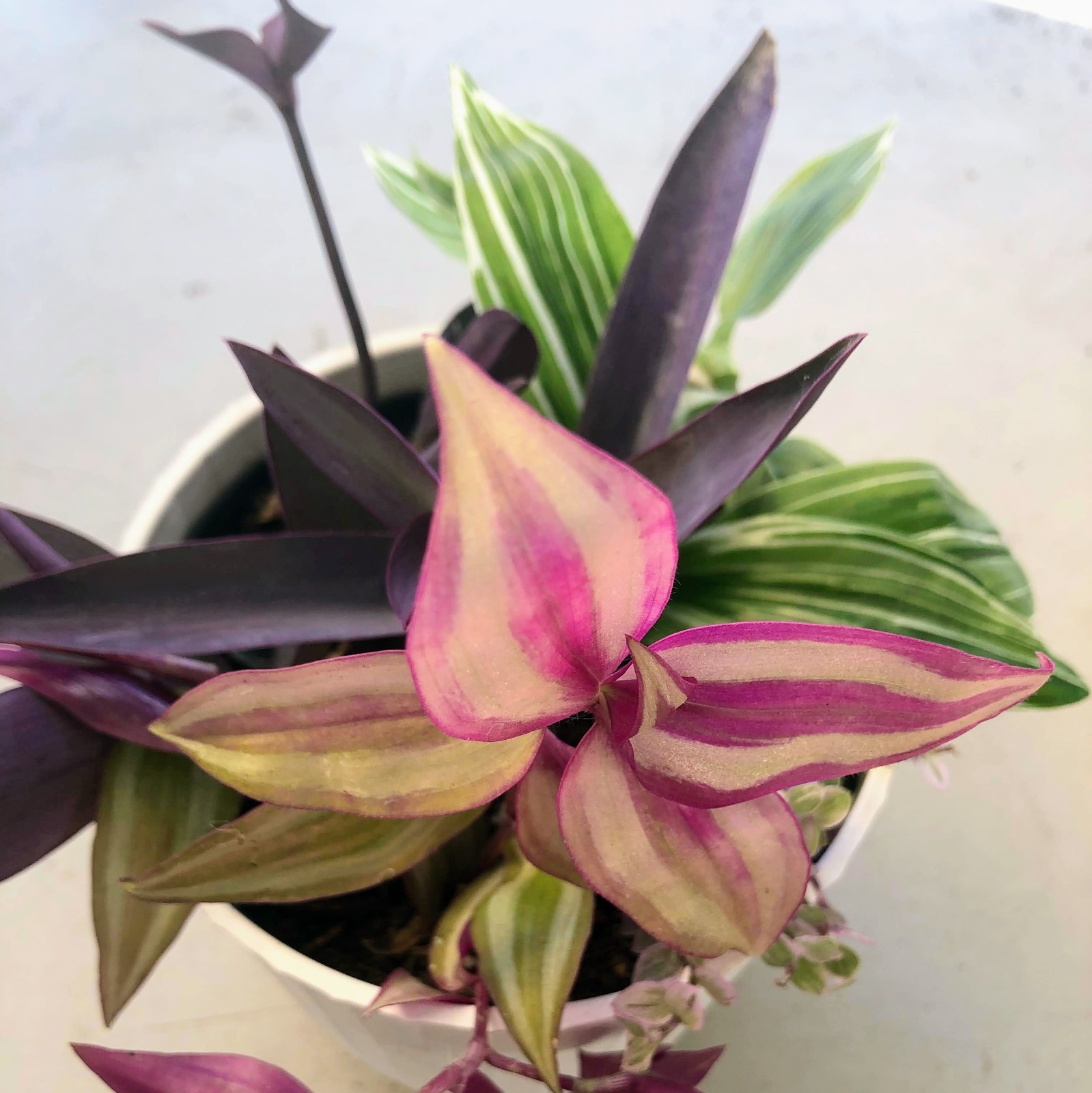 Assorted Wandering Jew Tradescantia Mix Purple Heart/Zebrina/Nanouk Indoor Pla