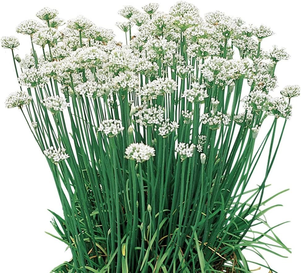 Garlic Chives Allium Tuberosum, Tall White Late Summer Flowers, 10 Bulbs