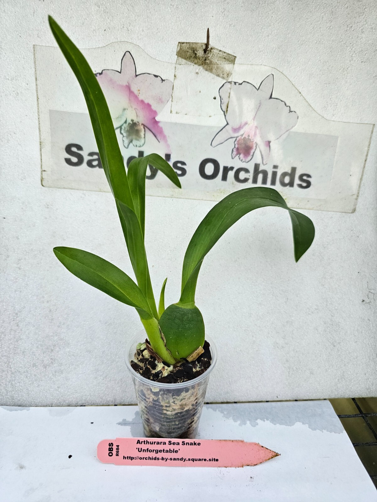 Arthurara Sea Snake ‘Unforgettable Live Orchid 1B38