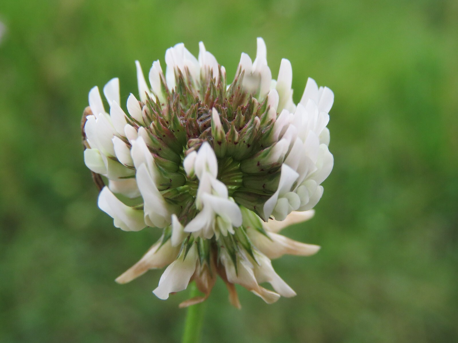 20,000 Dutch White Clover Cover Seeds – NON-GMO