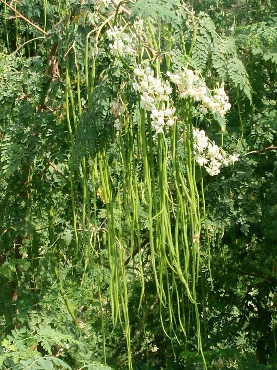 Moringa oleifera ODC | 5_Seeds