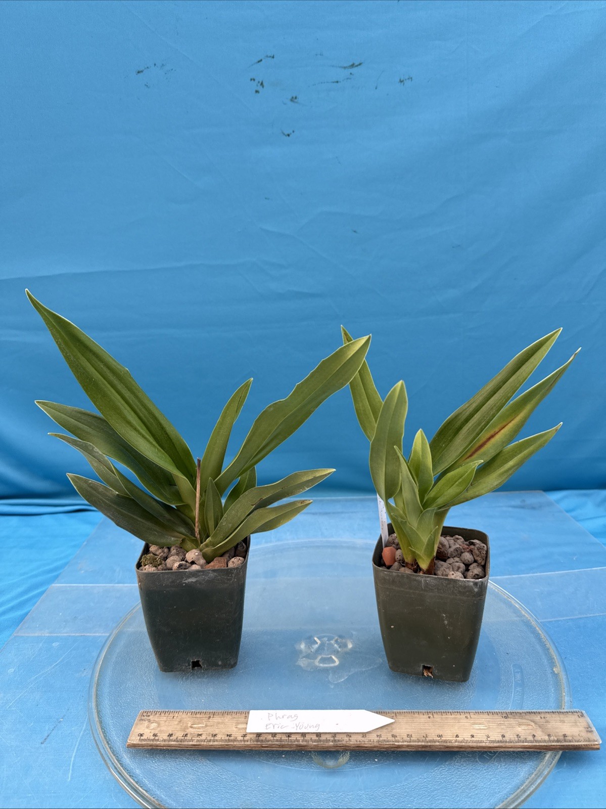 Phragmipedium Eric Young Orange Yellow Pink NBS Orchid New Import 4” RePot