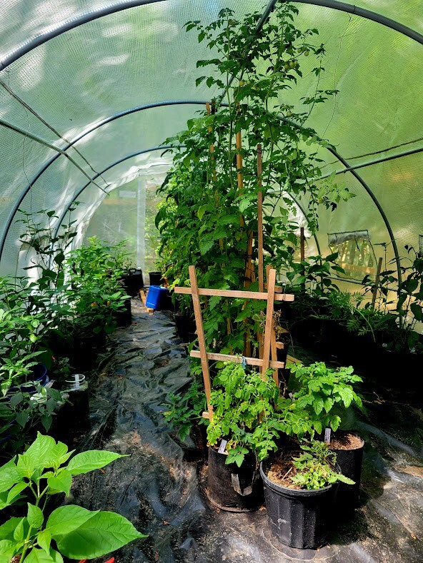 Blood Ghost Pepper Seeds SUPER HOT 800,000+ Scoville SHU Unique Creek Rare