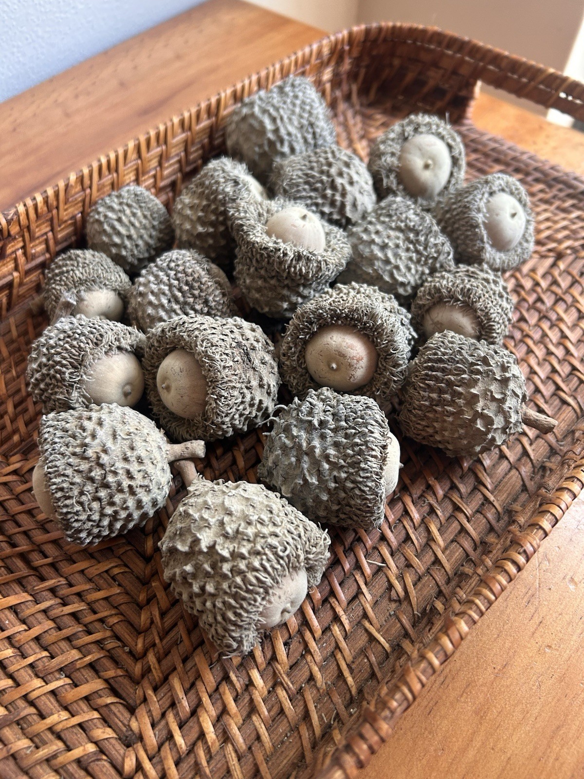 Set Of 18 Bur Oak Acorn Seeds Nature Craft Fall Wreath extra large acorns