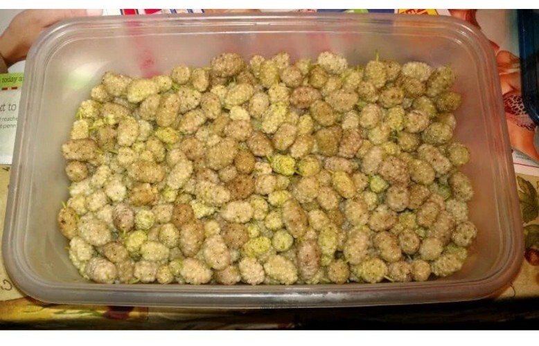 10X White mulberry (Morus alba) cutting 6-8″ delicious organic cold hardy Tree
