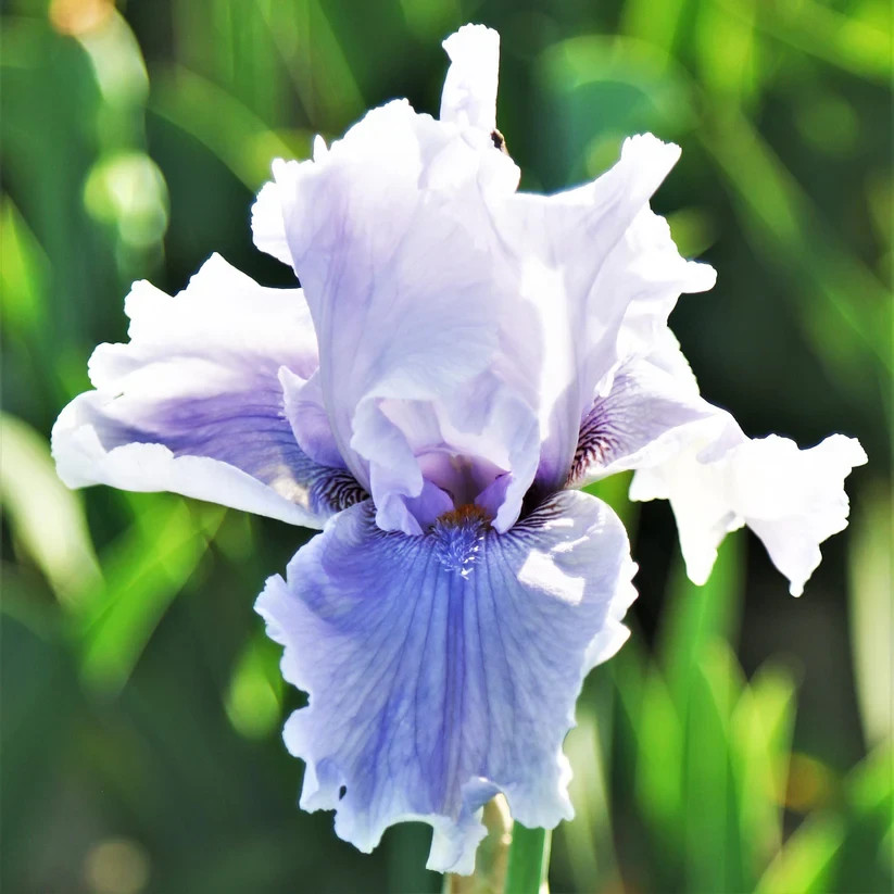 1 Tall Bearded Iris Rhizome/Bulb~RIO VISTA~Reblooming~Perennial Flowers~Lav/Blue