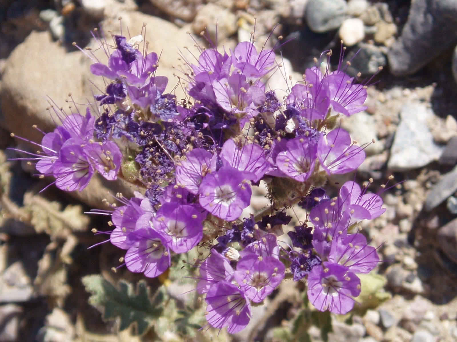 Cleftleaf Wild Heliotrope Seeds For Drought Tolerant Landscape California Native