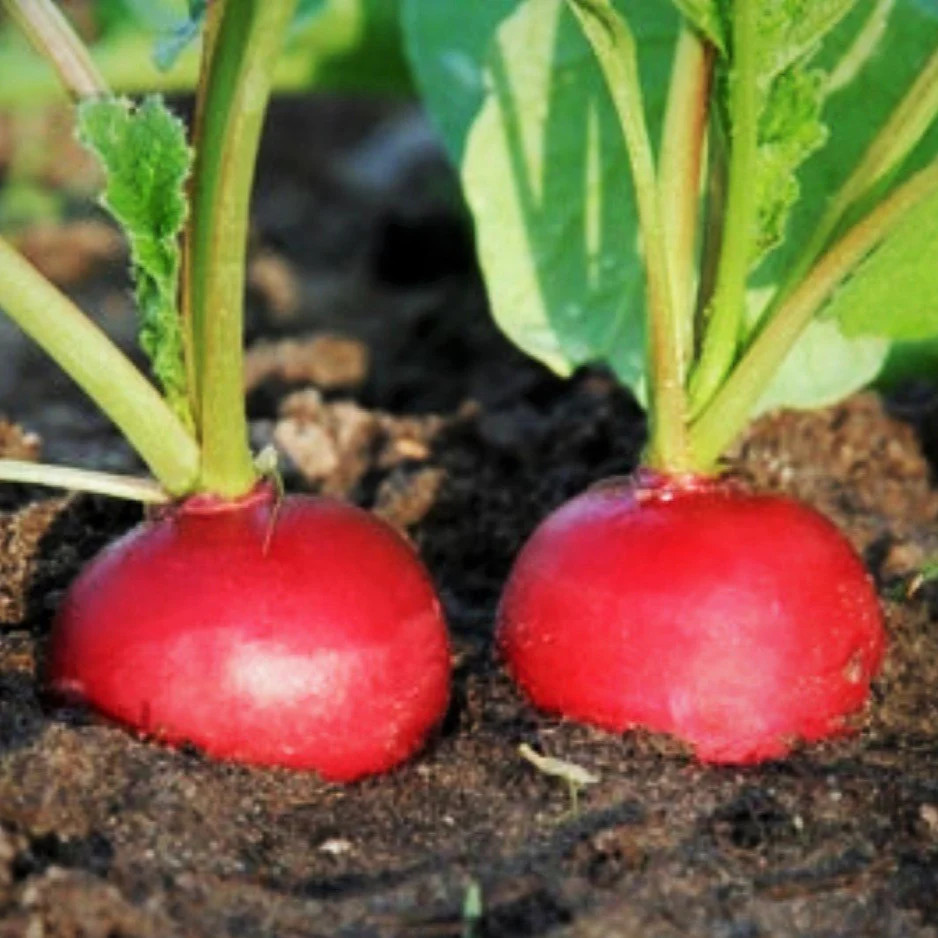 Crimson Giant Radish Seeds | Raphanus sativus Radishes Red German Daikon 2024
