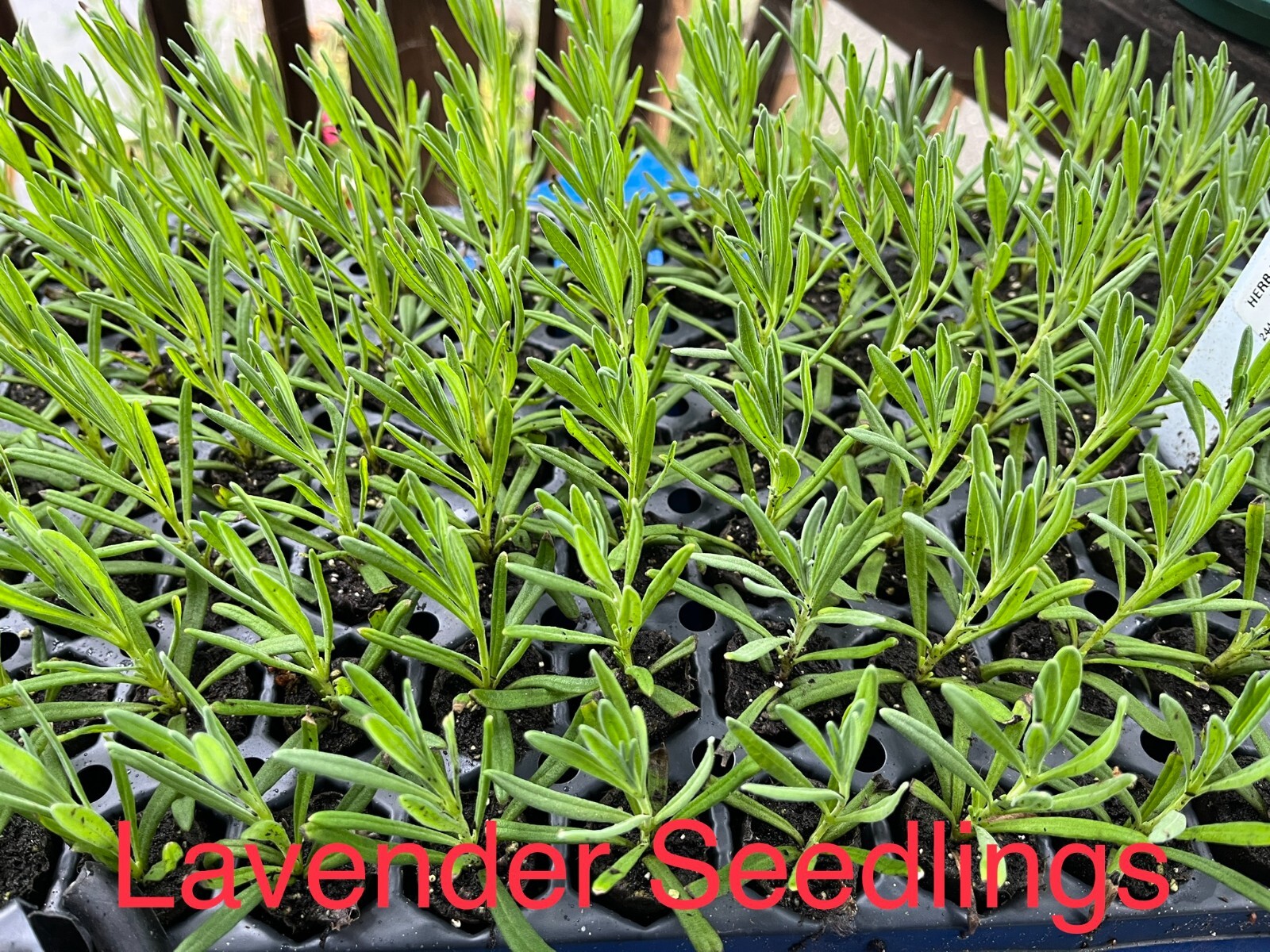 Phenomenal Lavender Live Plant, Healthy Starter, Easy-to -Grow Perennial Herb