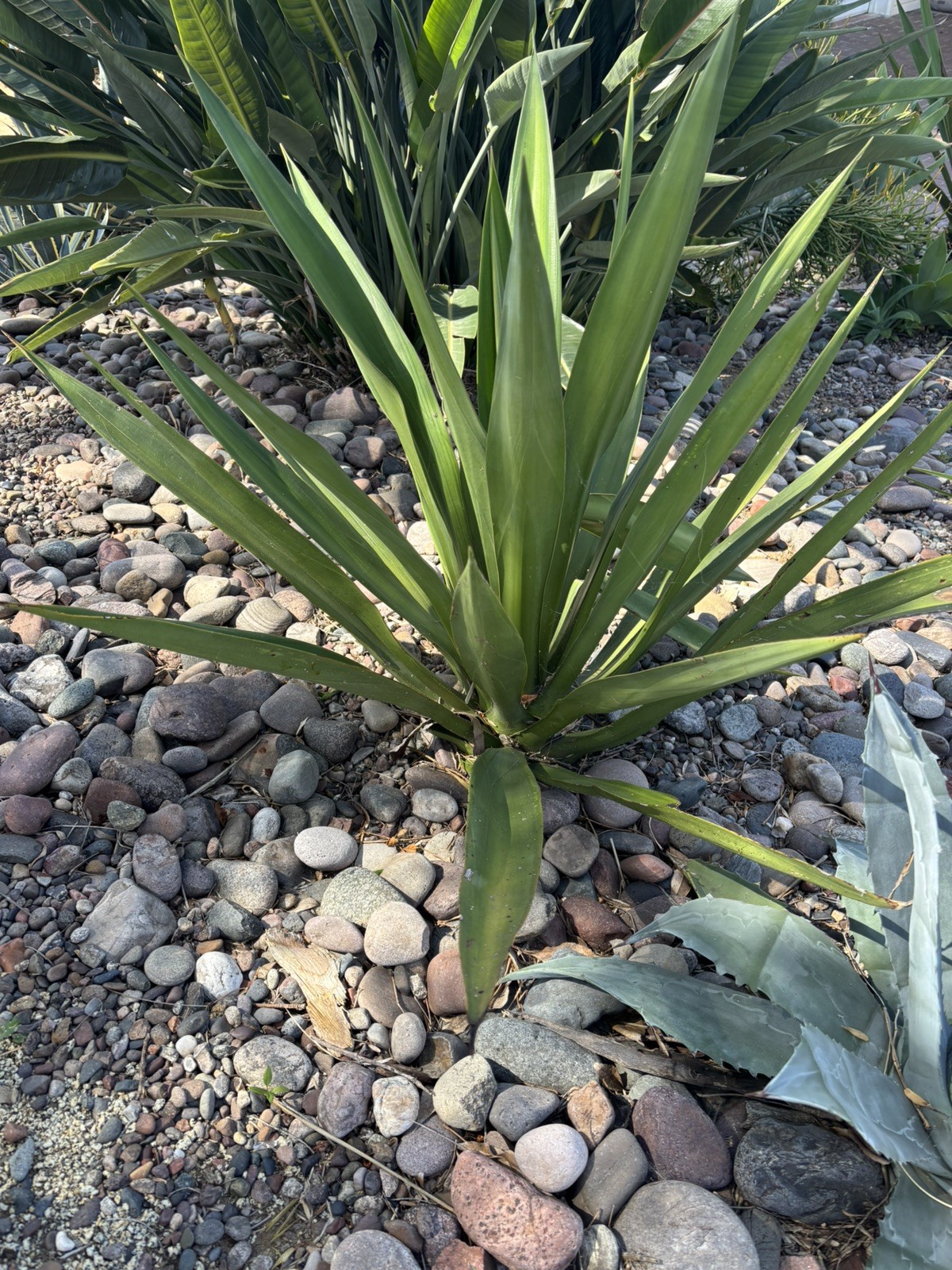 6” Pot size – False Agave, Furcraea Foetida -Smooth Succulent, Hardy! Lot of 3