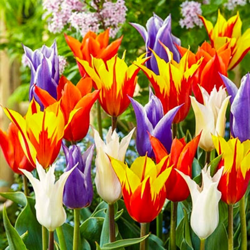 40 Tulip Seeds Mixed Colors Fragrant Flower Plant (much less money than bulbs)
