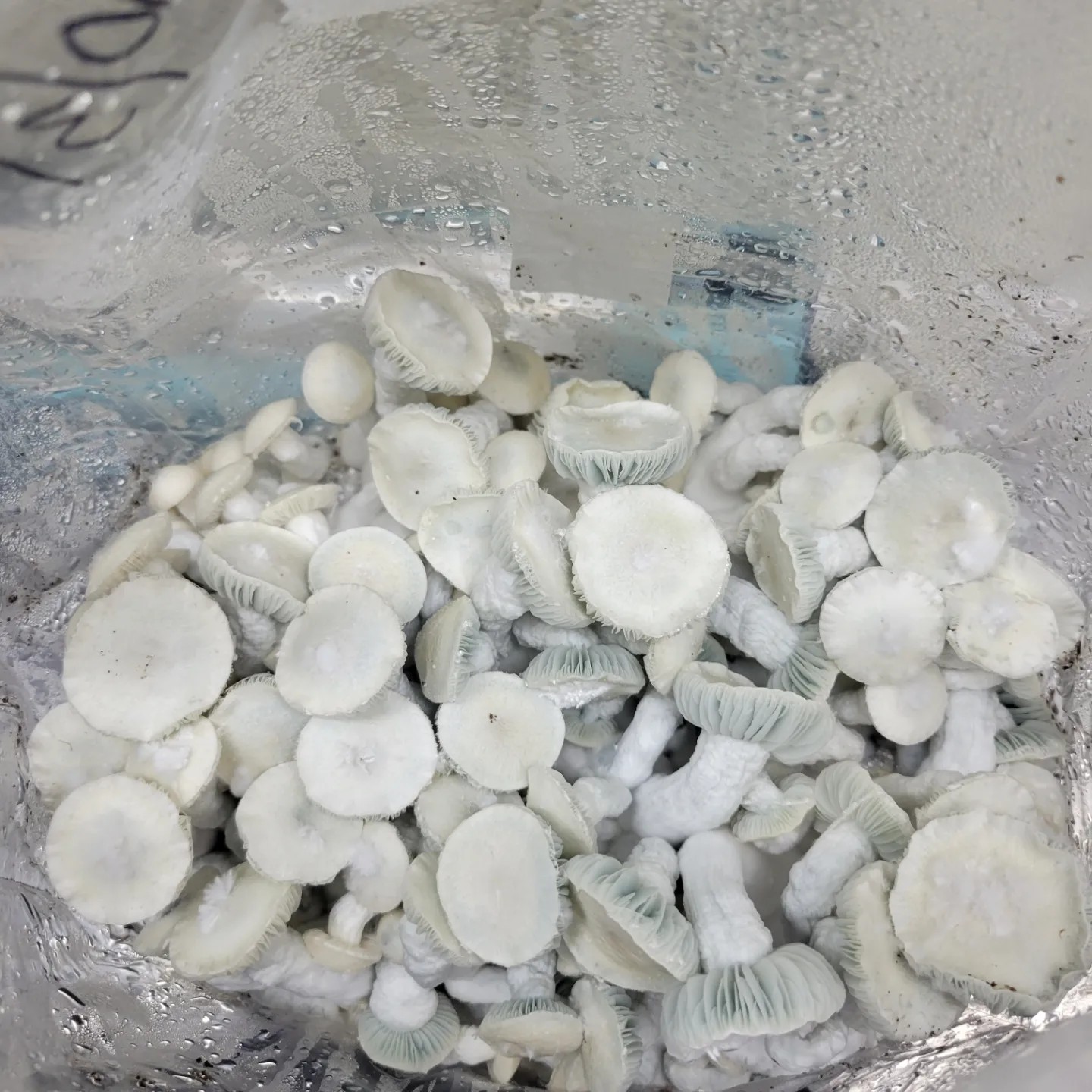 All-in-one Mushroom Grow Bags. 5lbs Ready To Use. Culture Included