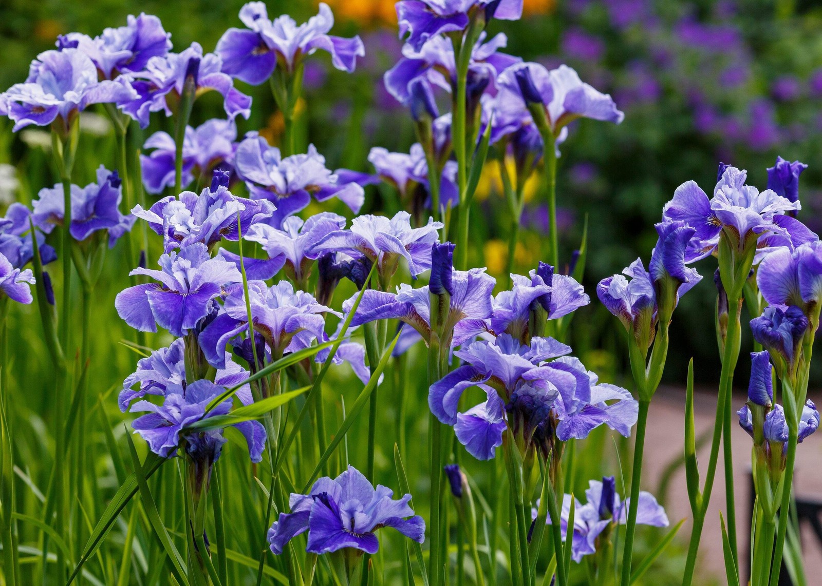 20 MIXED SIBERIAN IRIS Sibirica Iris Bicolor Blue Red White Purple Flower Seeds