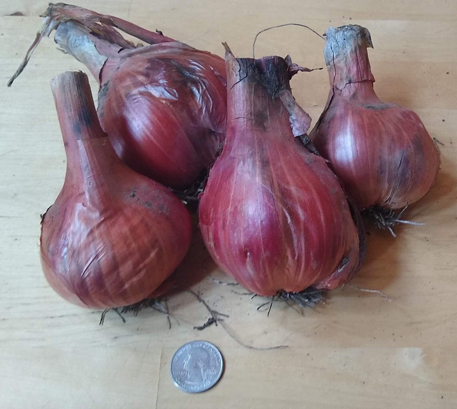 Potato Onion seeds ~ Open Pollinated Heirloom Multiplier Onions
