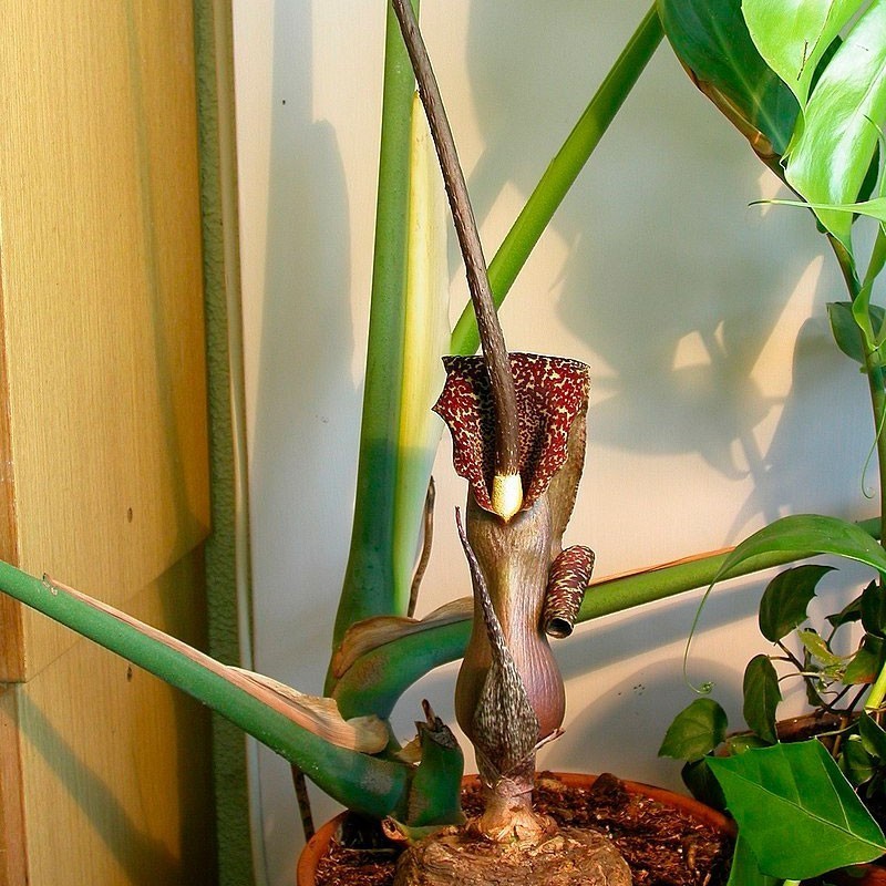 Sauromatum Venosum ‘Indian Giant’ Voodoo Lily Corpse Flower Amorphophallus Bulbs