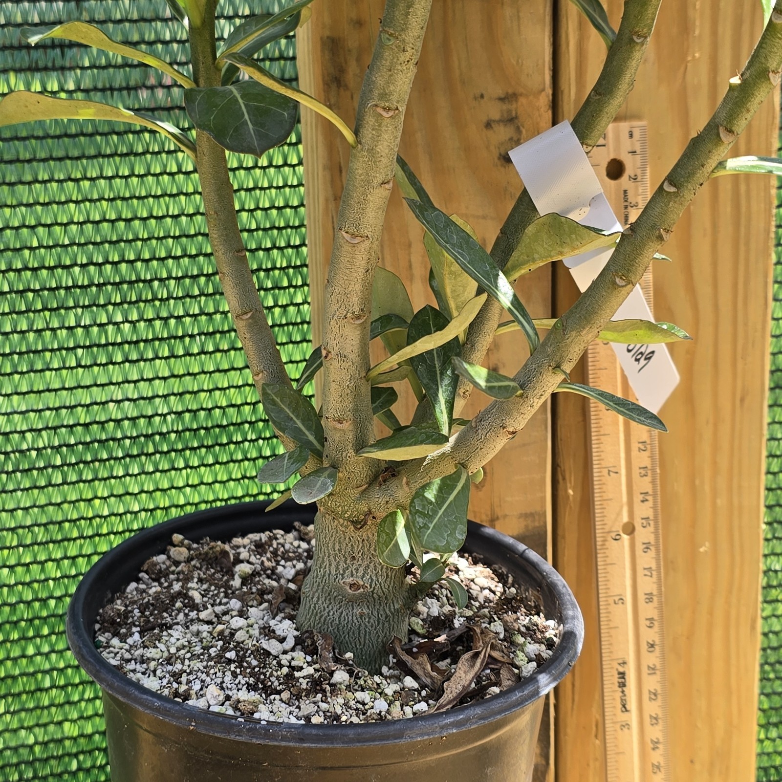 B129: Adenium Obesum Desert Rose Live Plant Rosa Del Desierto Original From Seed