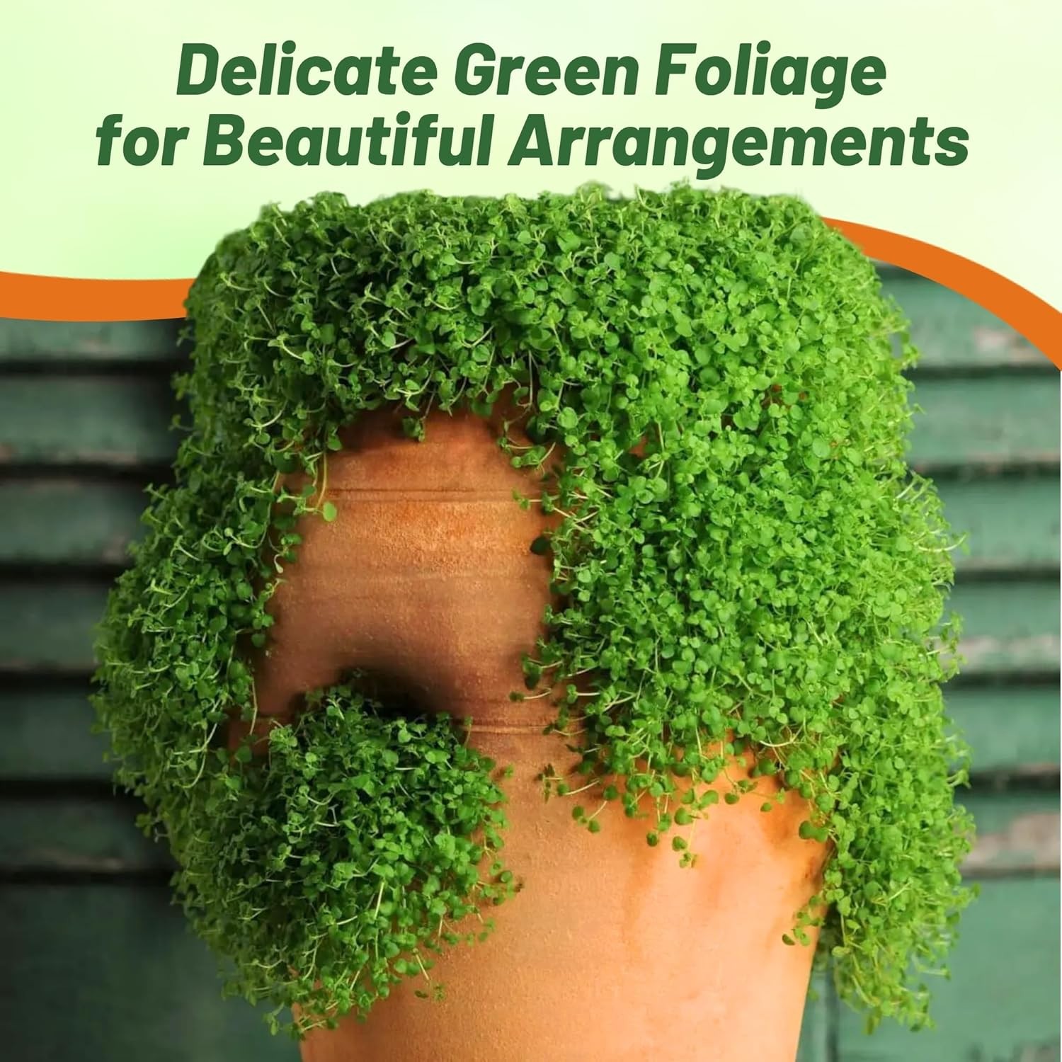 25 Pellets Corsican Mint Seeds For Planting | Ground Cover Plant Seed