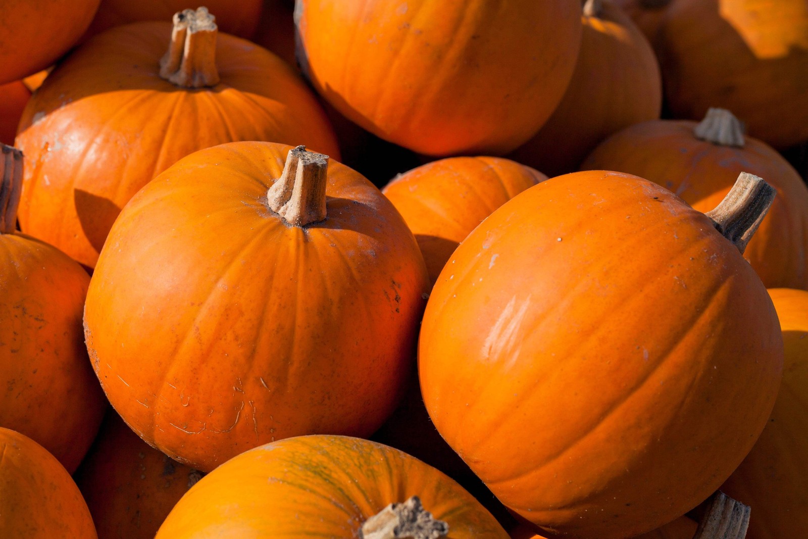 50 CONNECTICUT FIELD PUMPKIN BigTom Orange Yankee Cucurbita Pepo Vegetable Seeds