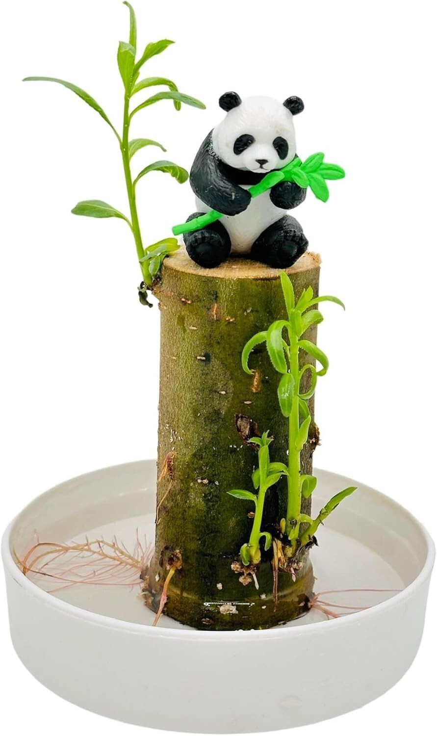 CZ Grain Lucky Bamboo Office Desk Planter and Panda – Thick Trunk Brazil Willow