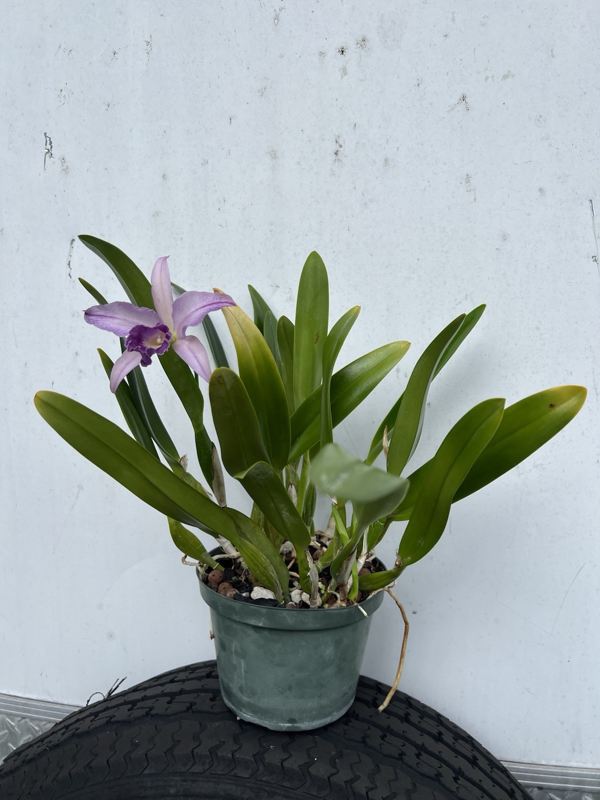 C. Canhamiana F. Coerulea ‘Azure Sky’