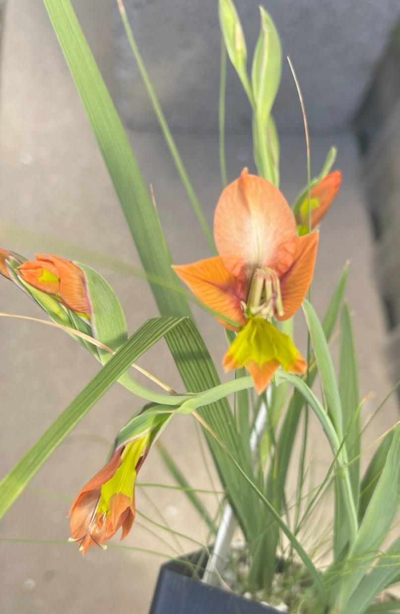 Bulbs A, CHOOSE 2: Babiana noctiflora, Gladiolus alatus, Moraea comptonii, more