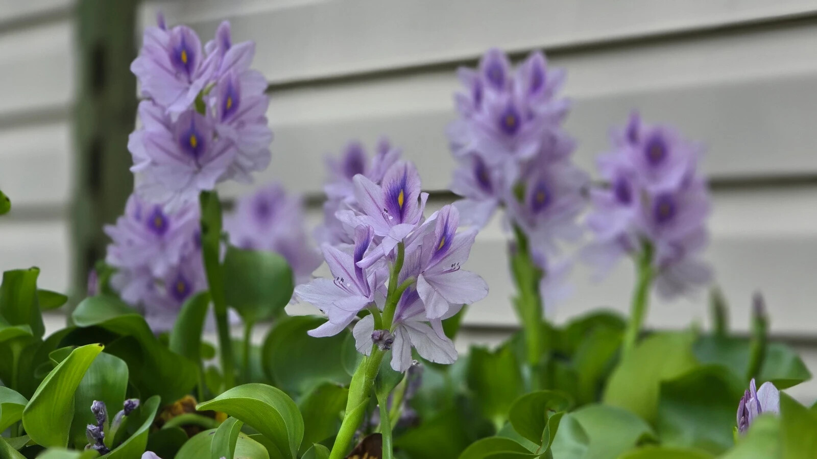 Water Hyacinth – ten medium/large 6-14″ plants – Aquatic Plant Great for ponds