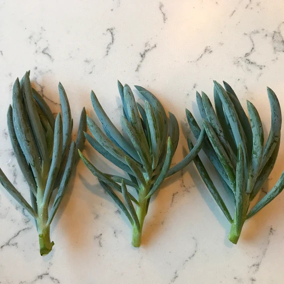 Blue Chalk Sticks Rare Succulent Indoor Outdoor Live Plant Unrooted Cutting 4″