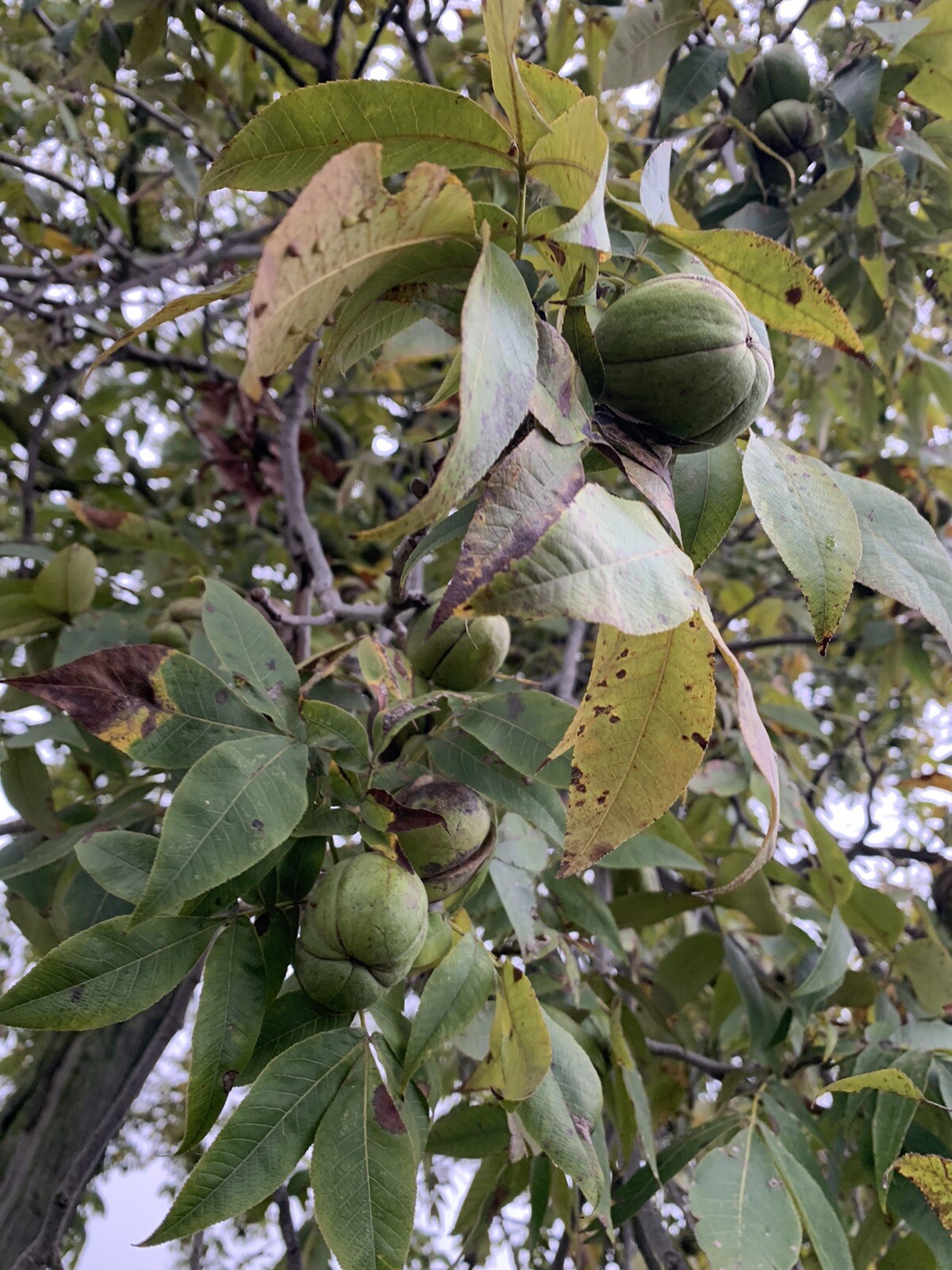 Shagbark Hickory Carya Ovata Picked 2024 10 SEEDS Nuts Free Shipping Super Fresh