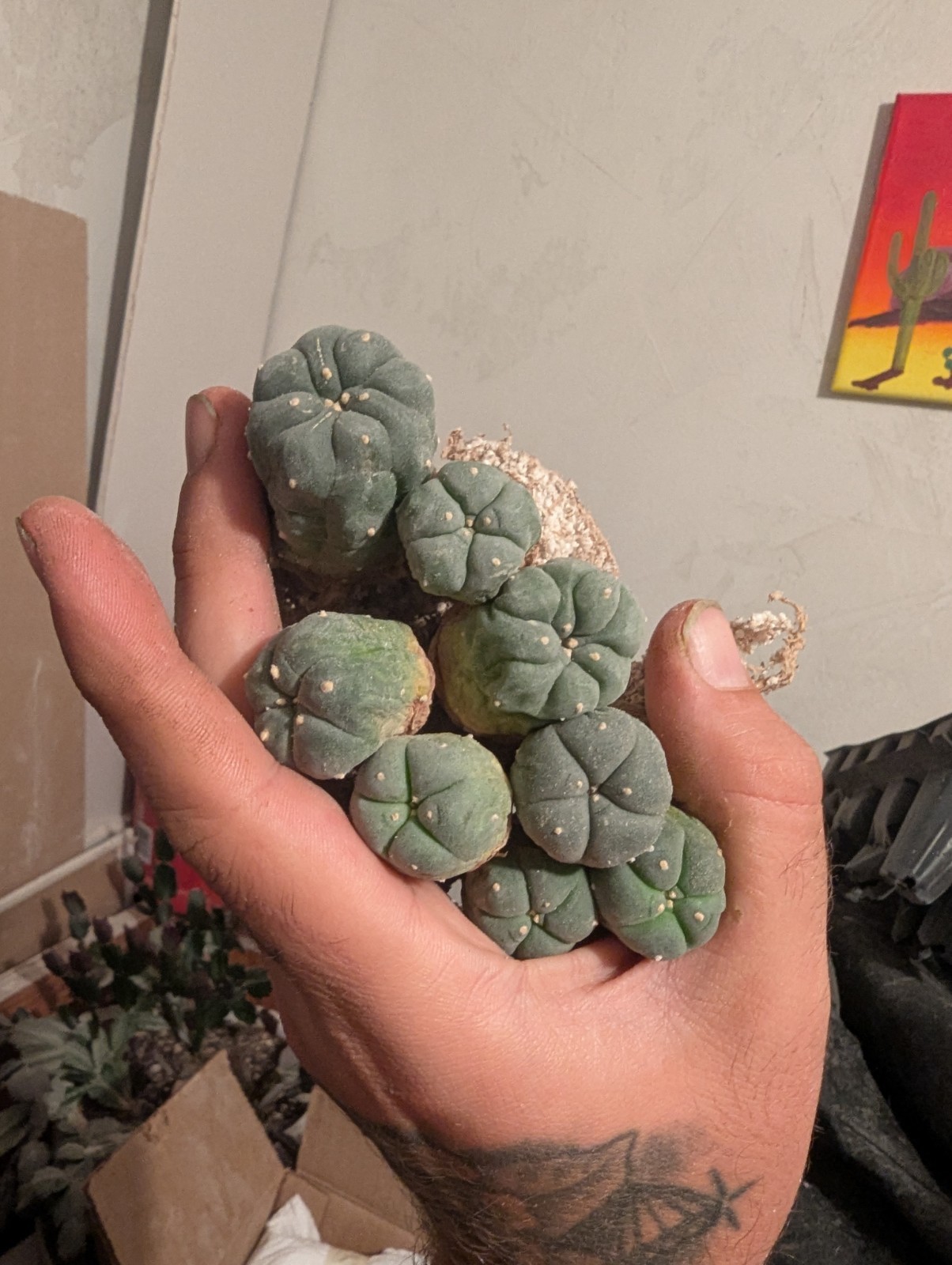 Northern Blue Button Cactus 0.5-1.5 inch W