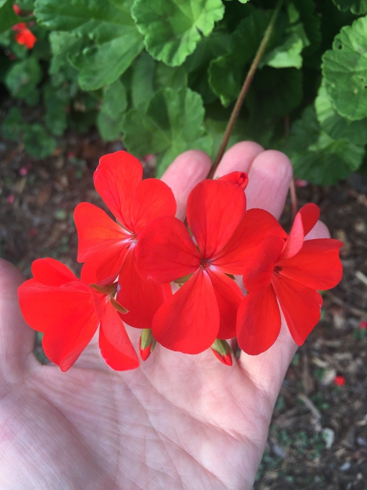 ORANGE RED PELARGONIUM ZONAL GERANIUM FRESH LIVE PLANT 5 X 6″ STARTER CUTTINGS
