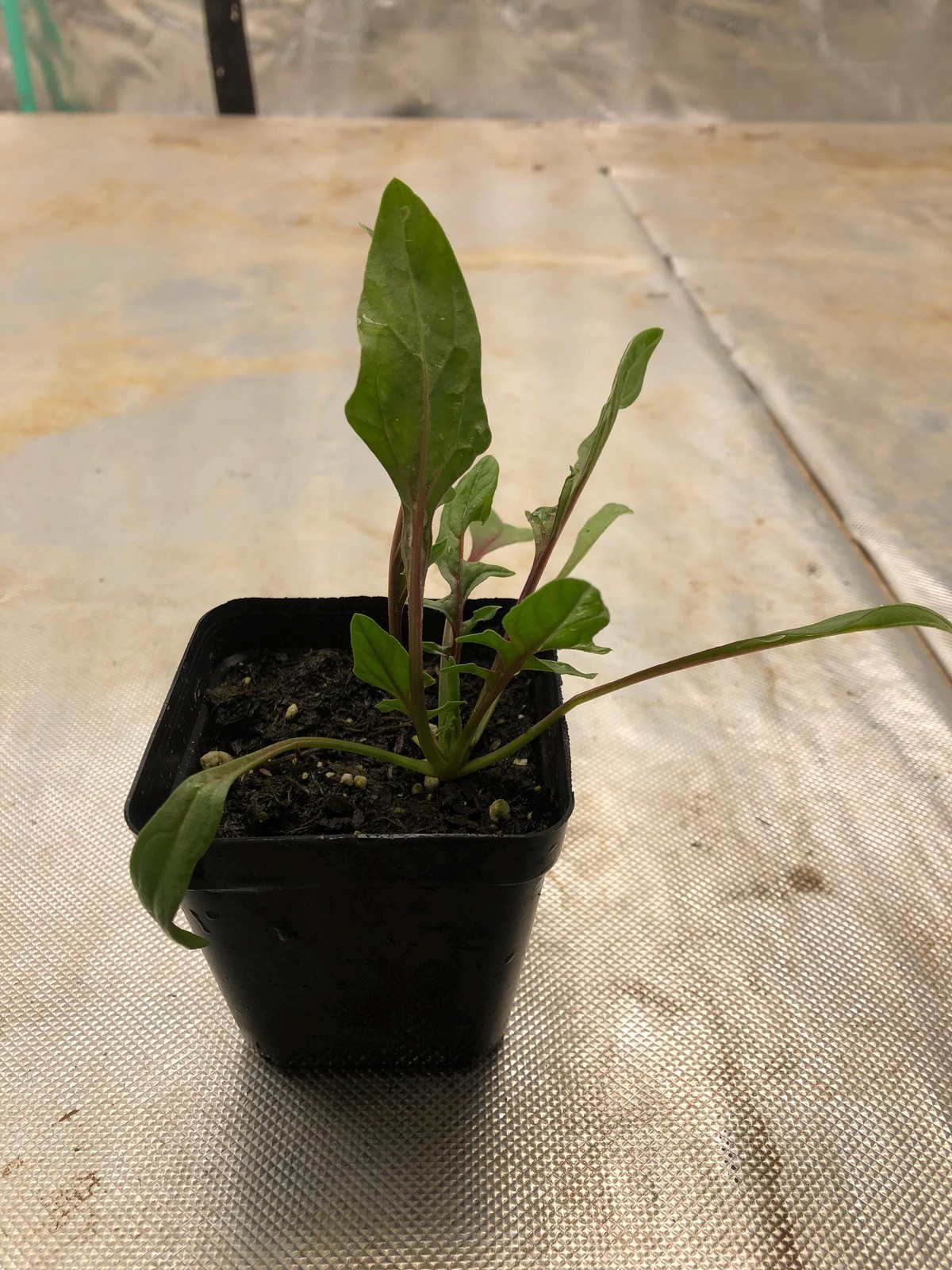 Spinach Live Plant – Seedlings/Plugs and Plants – 3″- 12″ tall – 30-60+ days old