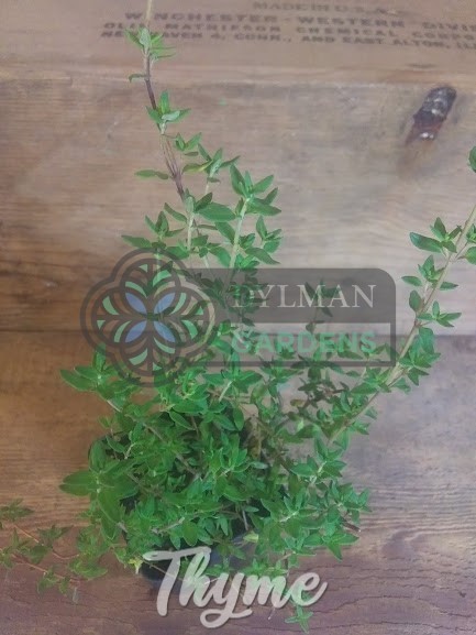 Common Garden Thyme Plant (Thymus vulgaris) Culinary Herb – Multiple Sizes