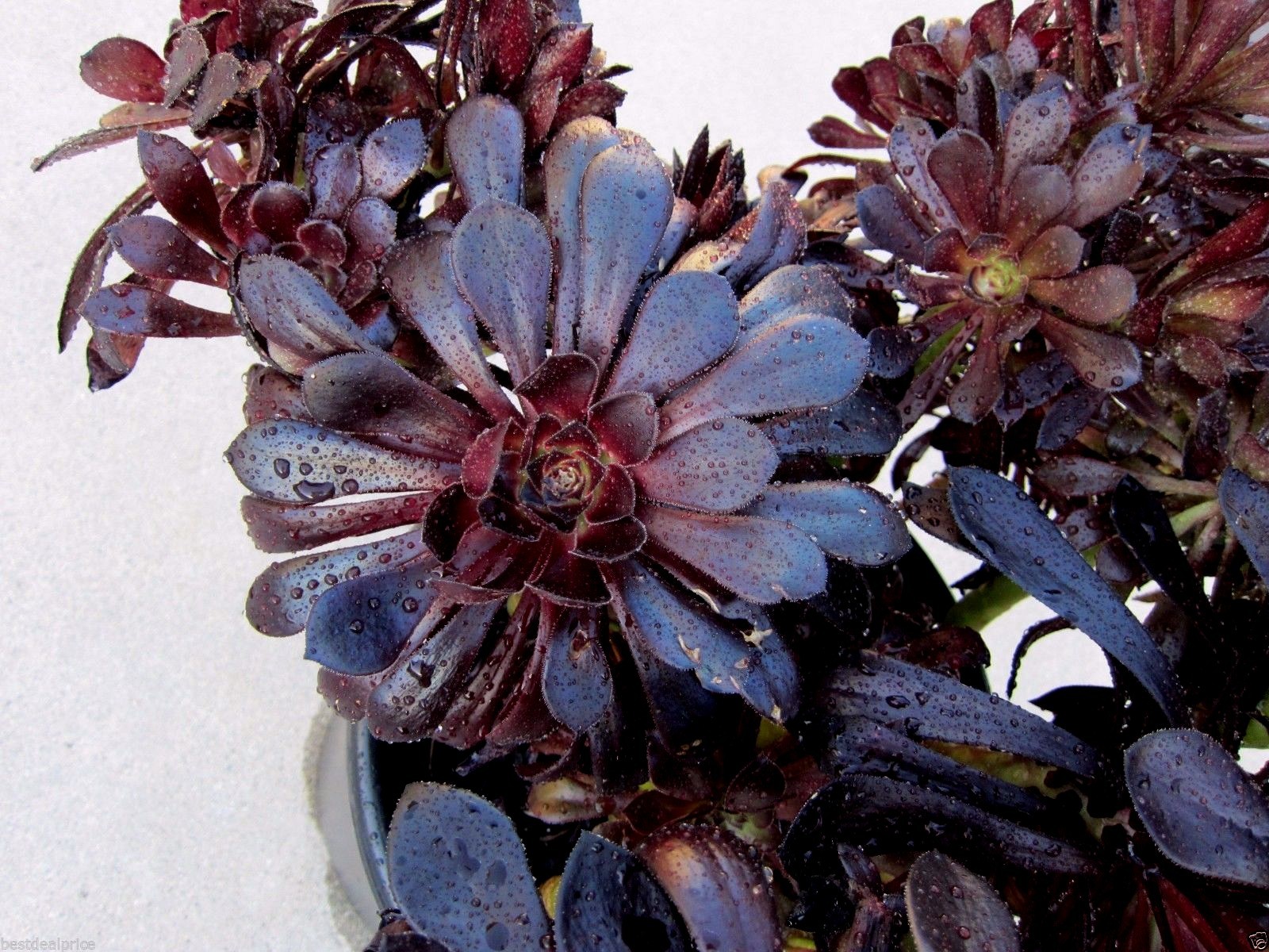BLACK ROSE Deep Dark Purple Aeonium Succulent 2 cuttings