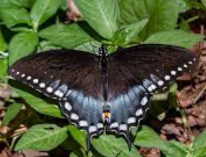 Free! Bogo! 30+ Organic NorthernSpicebush Native Butterfly Spring-Summer-Fall