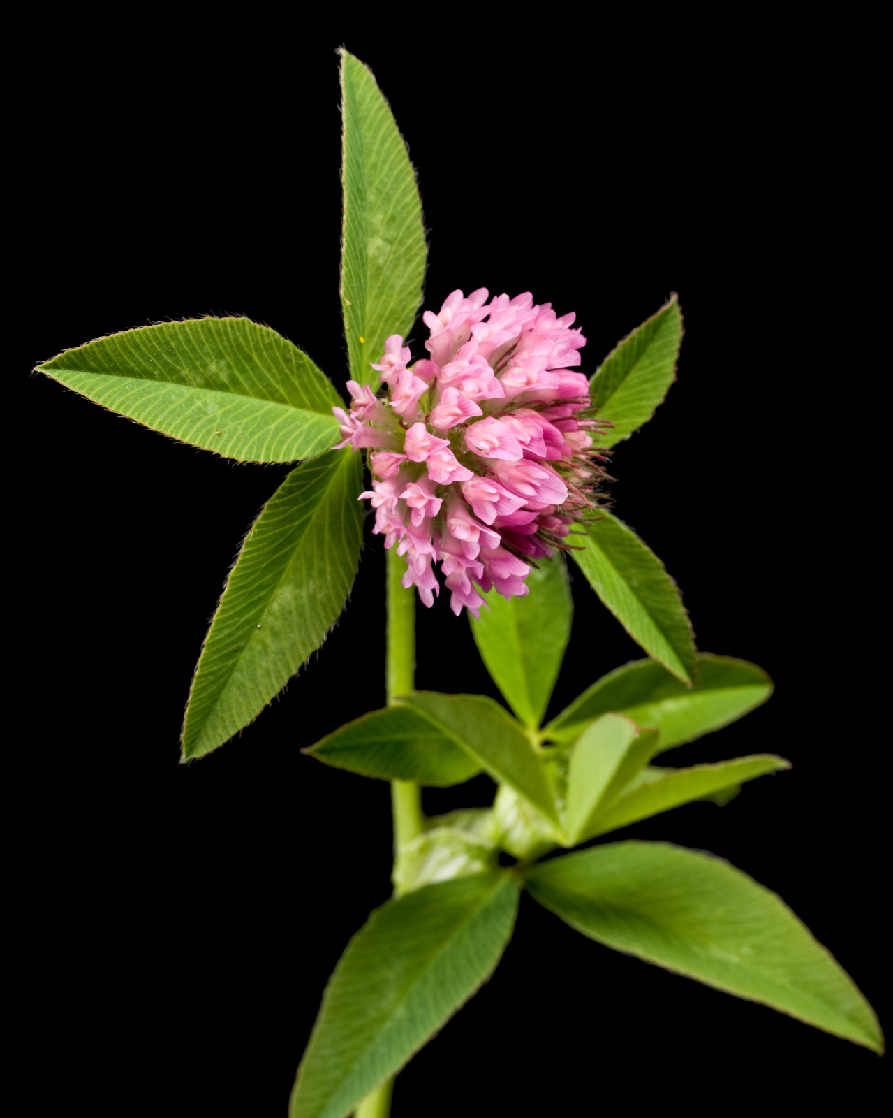 Q Clover Medium Red Clover | 2-4D Resistant Non-GMO Seed for Food Plots 1/2 ac