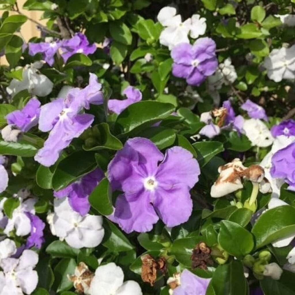 Yesterday Today Tomorrow | 2 Inch | Brunfelsia pauciflora | Low Maintenance