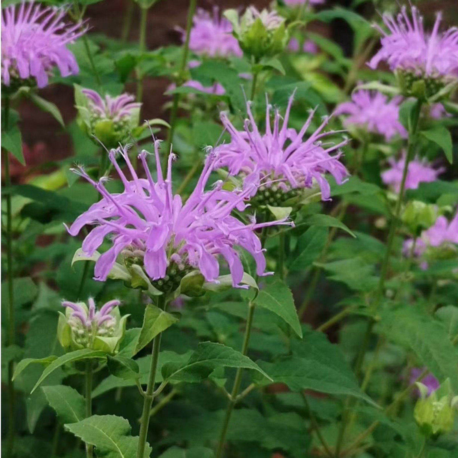 1000 Purple Bee Balm Seeds Monarda – Perennial Flower for Pollinators Zones 4–9