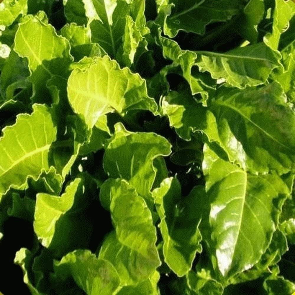 Swiss Chard Seeds, Perpetual Spinach Swiss Chard Seeds, “COOL BEANS N SPROUTS”