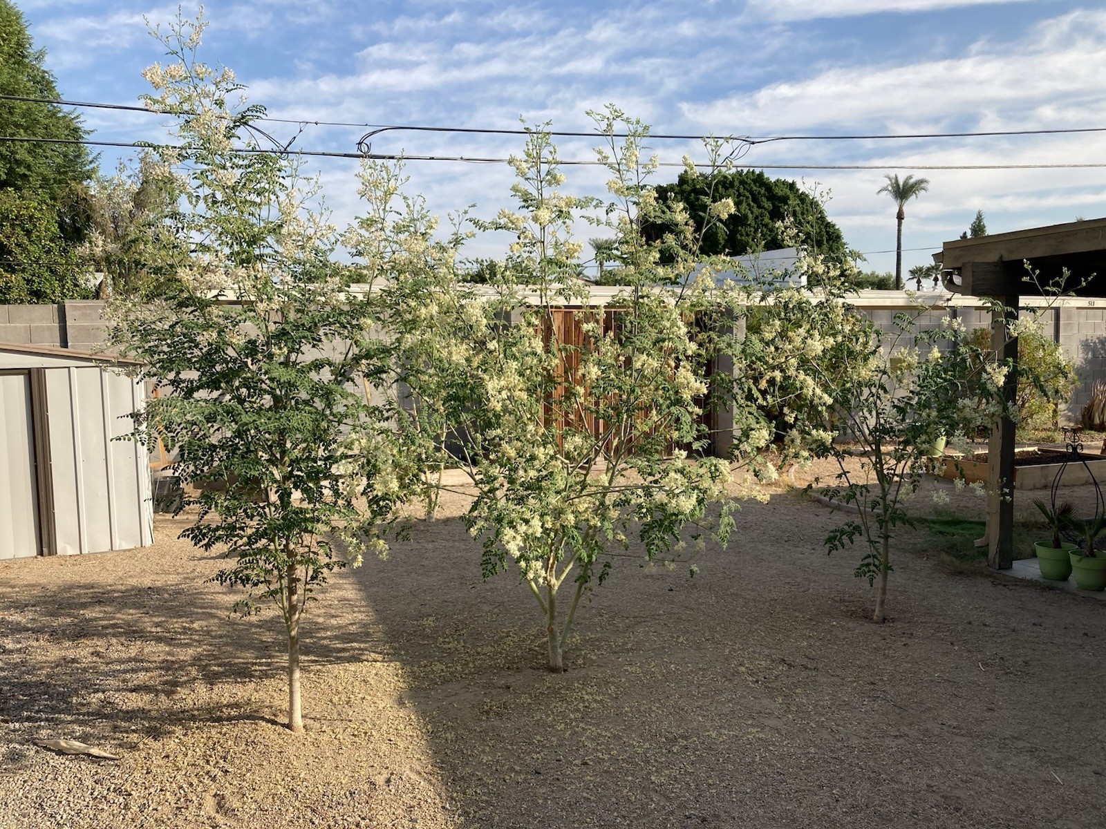 50 Organic Moringa Seeds For Planting