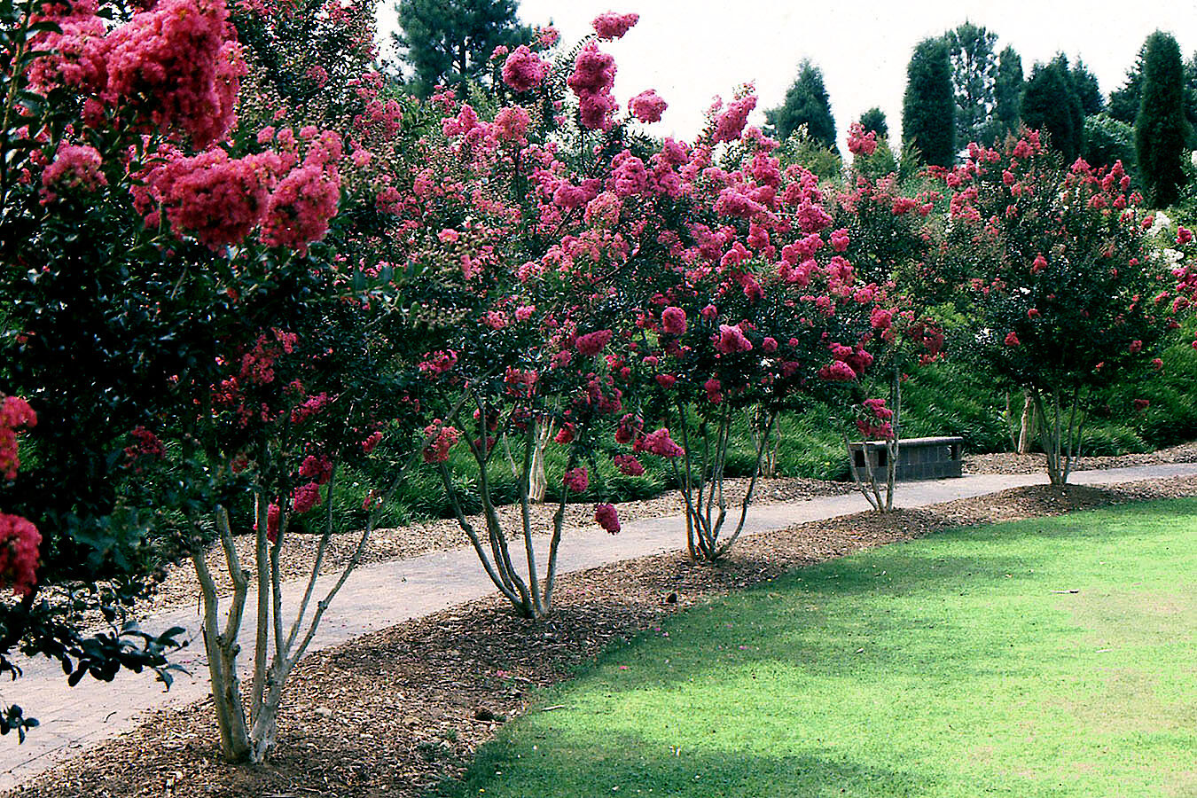 CRAPE MYRTLE TREE SEEDS Crepe (Lagerstroemia Indica) Fast Lilac Flower Plant