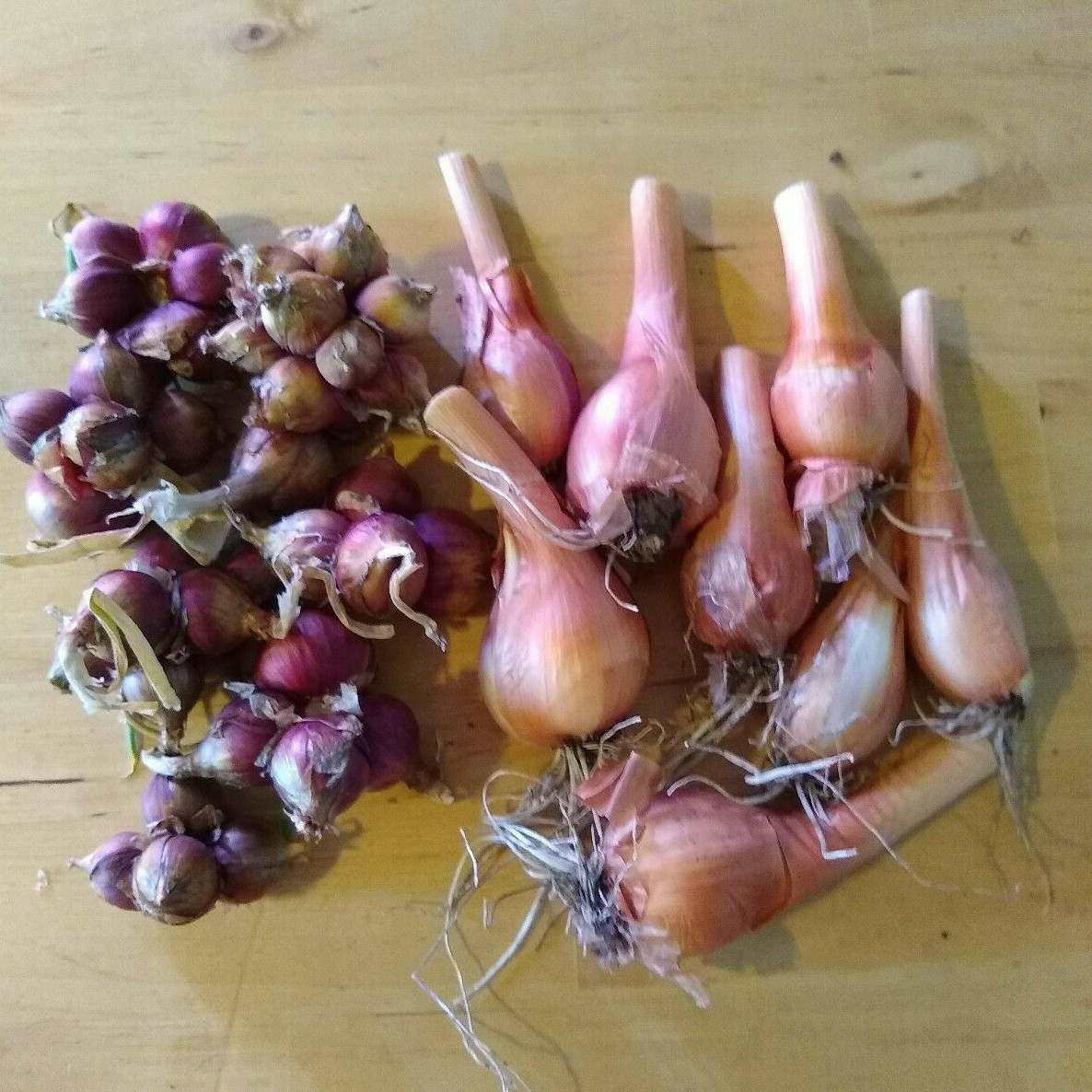 Egyptian Walking Onions, Mature Bulbs and Top Bulblets ~ Naturally Grown