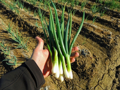 Organic Tokyo Long White Bunching Onion Seeds, Scallions, NONGMO, FREE SHIPPING