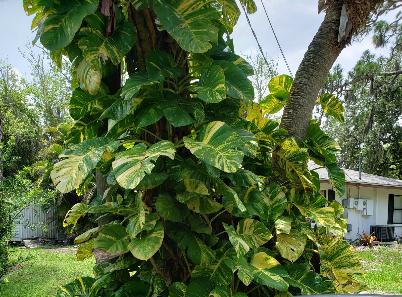 GIANT Variegated Golden Pothos Climbing hawaiian Live Plant Rooted 2,5″ Pot
