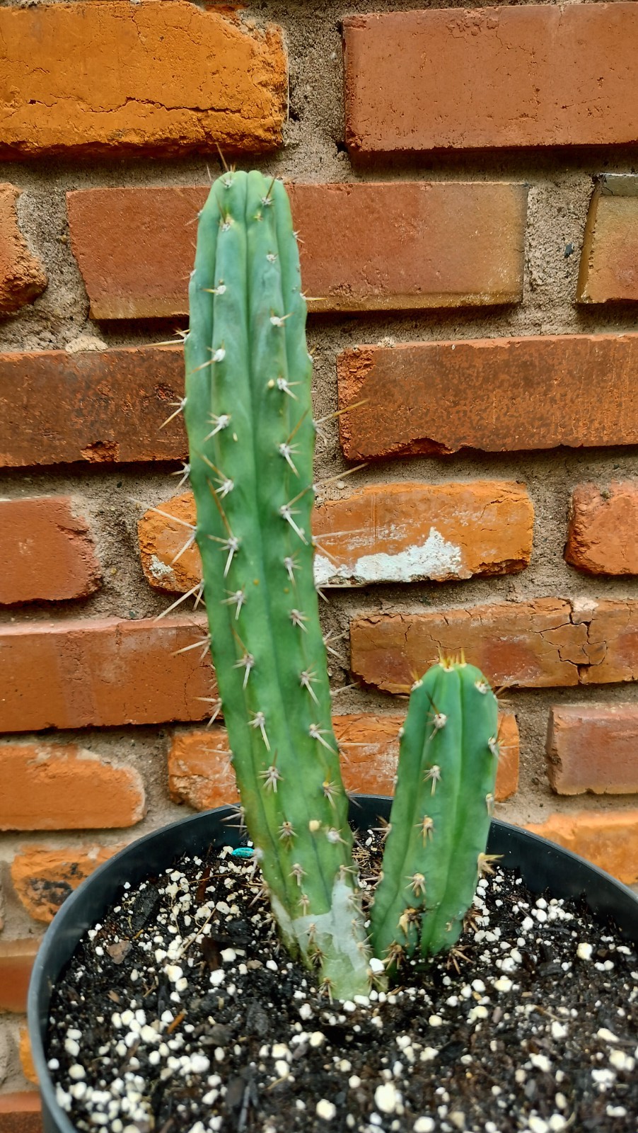 Sacred Cactus – Bridgesii Wowie Cross- Fully Rooted ( Exact Cactus)